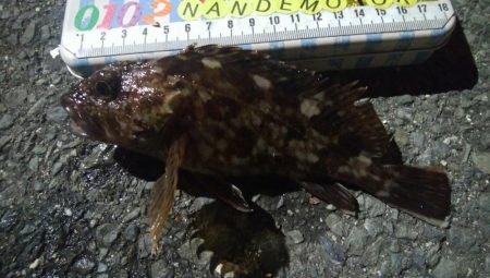 釣りデビュー　116日目