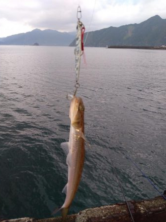 小エソ後巨エソとライトゲーム