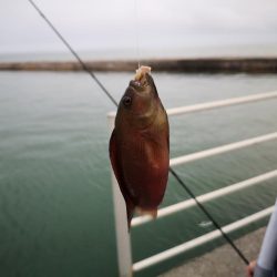 夫婦で五目釣り