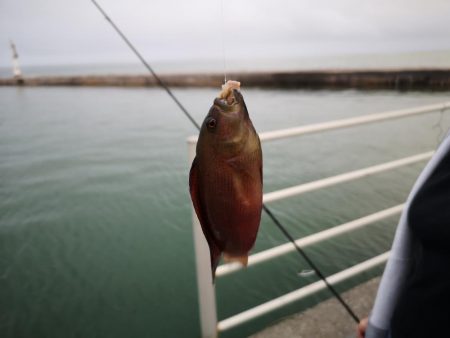 夫婦で五目釣り
