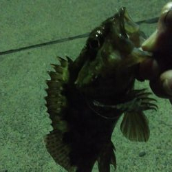 プラグでアジング