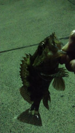 プラグでアジング