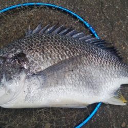 釣りデビュー　118日目