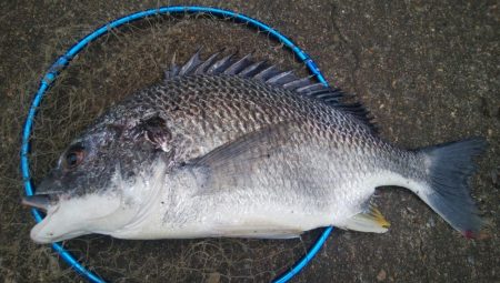 釣りデビュー　118日目