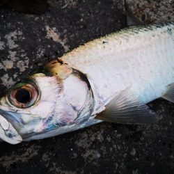 今日はマゴチも釣れました