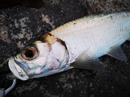 今日はマゴチも釣れました