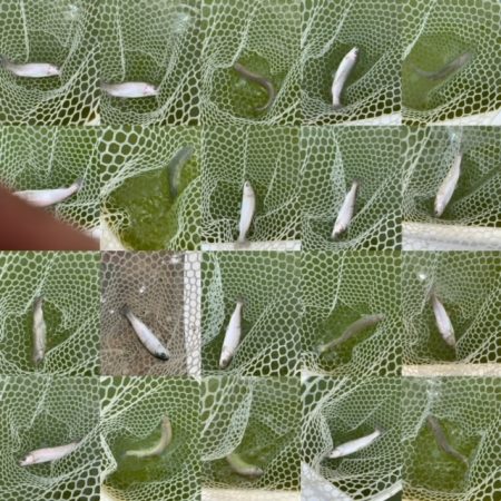 岸和田フィッシングパーク  好調キープ