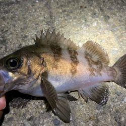 そろそろメバルの時期