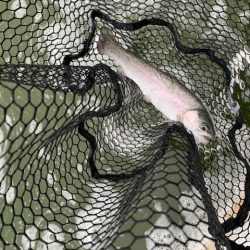 プールトラウト