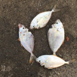 ヘダイ、コノシロ、ヒイラギ