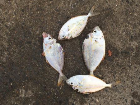 ヘダイ、コノシロ、ヒイラギ