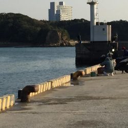 良型アジ、メバル、ヒイラギ