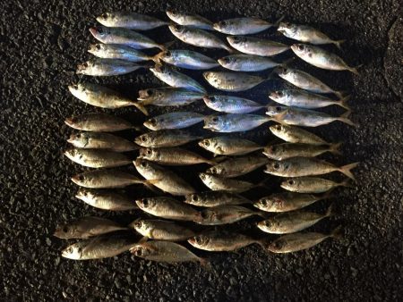 アジ48匹、ヒイラギ17匹、フグ1匹