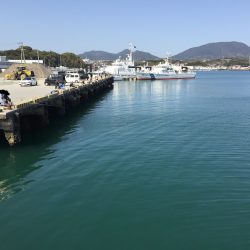 良型アジ含む20匹