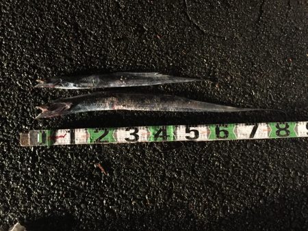 タチウオ2匹、アジ8匹