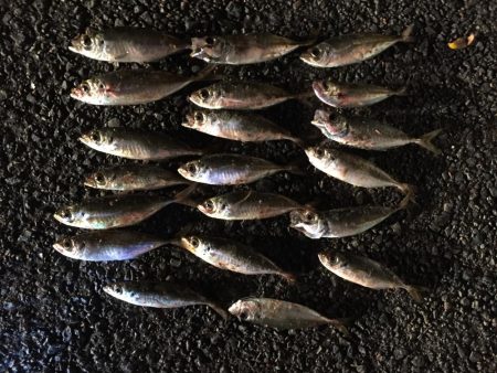 アジ20匹、太刀魚1匹