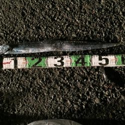 タチウオ（65㎝）1匹、コノシロ（最大30㎝）8匹