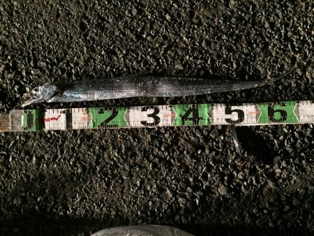 タチウオ（65㎝）1匹、コノシロ（最大30㎝）8匹