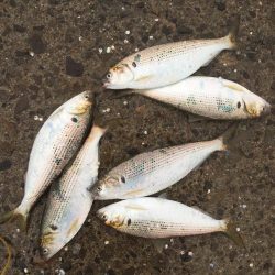 アジ24匹、太刀魚1匹、コノシロ6匹
