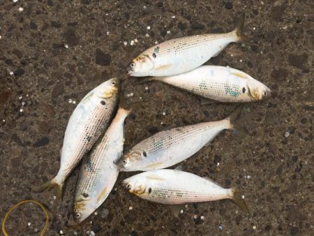 アジ24匹、太刀魚1匹、コノシロ6匹