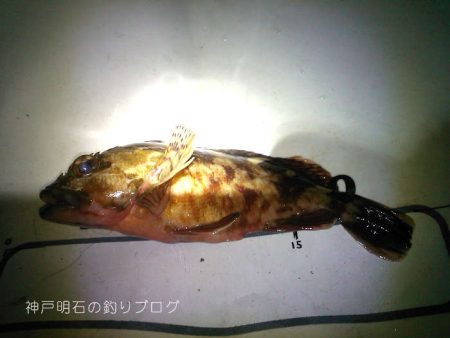 カサゴ釣り
