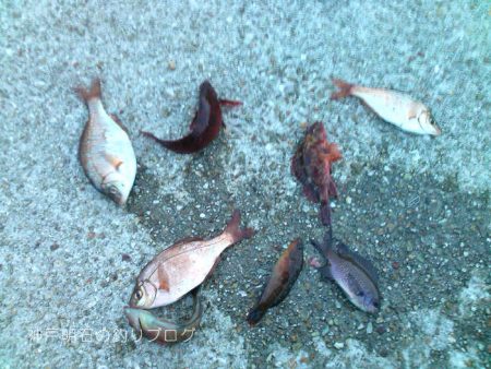 ファミリーフィッシング