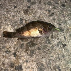 メバルプラッキング23