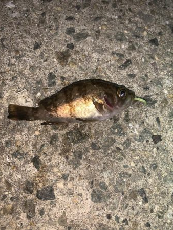 メバルプラッキング23