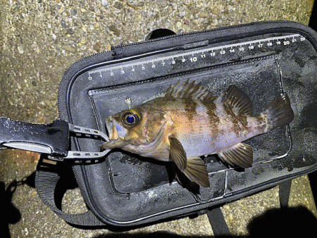 東二見人口島メバル爆釣！