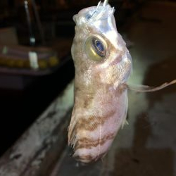 メバルプラッキング22