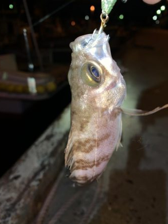 メバルプラッキング22