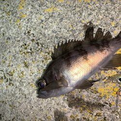 メバルプラッキング⑩