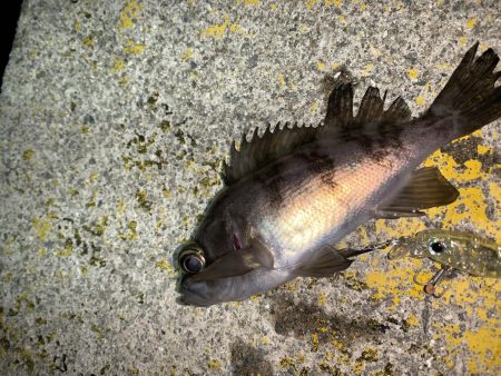 メバルプラッキング⑩