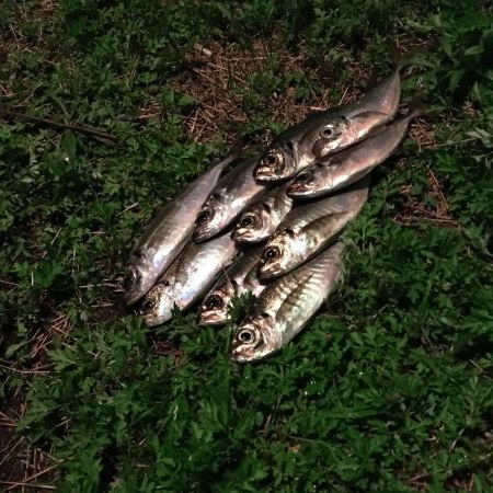 ジグ単De-アジング