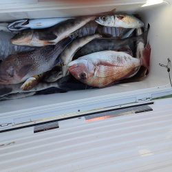 佐渡便五目ジギング