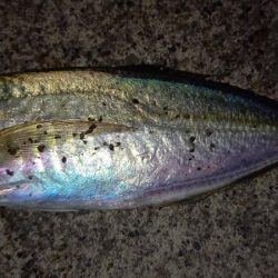 またまたアジが釣りたくて