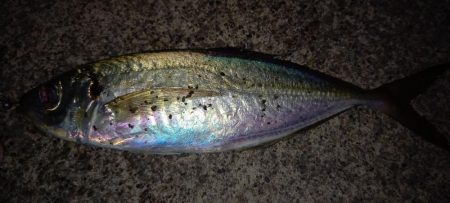 またまたアジが釣りたくて