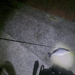 シーバス &チヌ