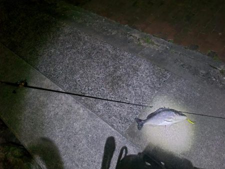 シーバス &チヌ