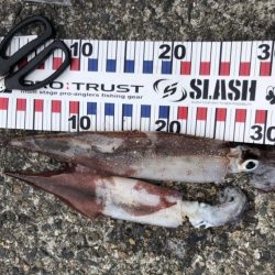 スッテでちゅー