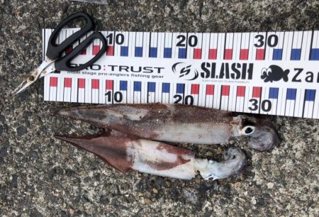 スッテでちゅー