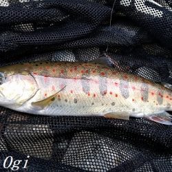 解禁直後はよく釣れる！