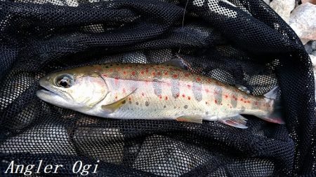 解禁直後はよく釣れる！