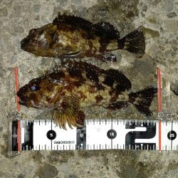 ナイスサイズなメバルとチヌ