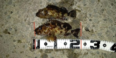 ナイスサイズなメバルとチヌ