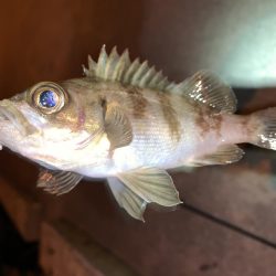 メバルプラッキング17