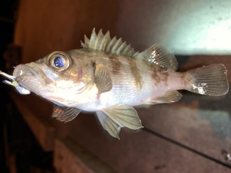 メバルプラッキング17