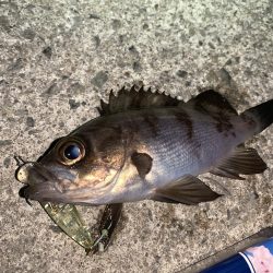 メバルプラッキング11