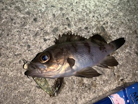 メバルプラッキング11