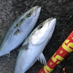 太刀魚釣果 和歌山県 和歌川河口 タチウオ餌釣り ハモ 陸っぱり 釣り 魚釣り 釣果情報サイト カンパリ